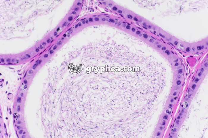 Epididyme testicule de Cobaye x100 - gryphea.com